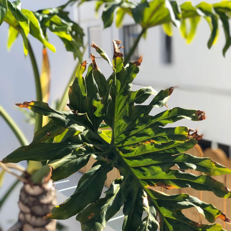 PUNTA BRAVA SUN - Imagen 9